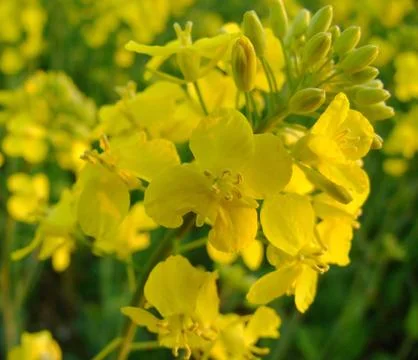 Rape seed field Stock Photos