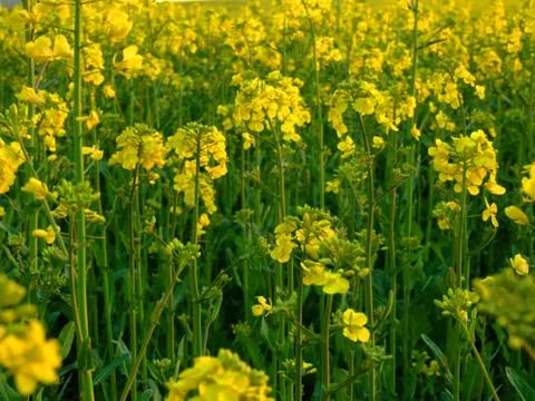 Rape seed field Stock Photos