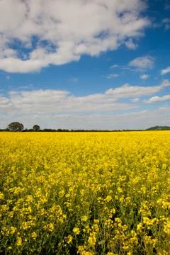 Rape seed field Stock Photos