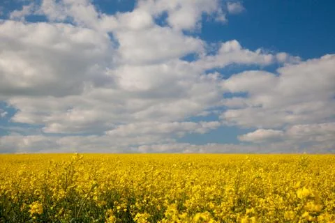 Rape seed field Stock Photos