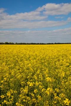 Rape seed field Stock Photos