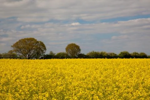 Rape seed field Stock Photos