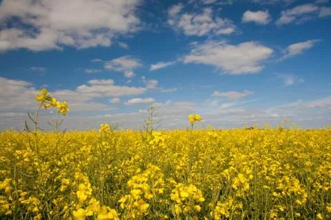 Rape seed field Stock Photos