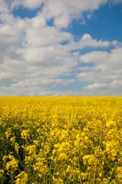 Rape seed field Stock Photos