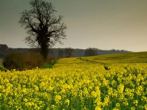 Rape seed field Stock Photos