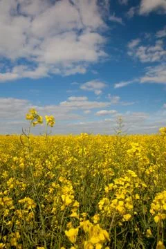 Rape seed field Stock Photos