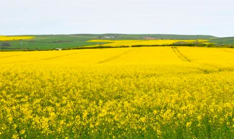 Rape seed field Stock-Fotos