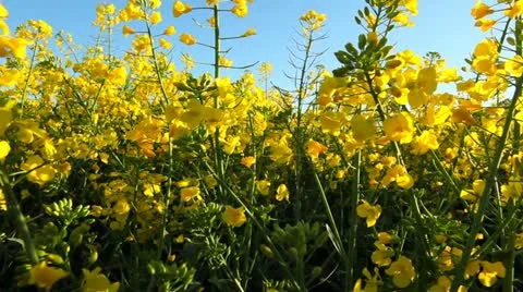 Rape seed field tilt up Stock Footage 10913954