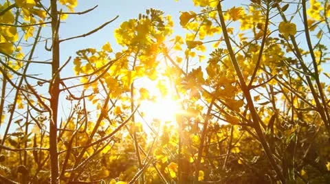 Rape seed field tilt up Stock Footage 10913956
