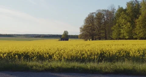 Rape Seed Fields Blooming Stock Footage 168820134