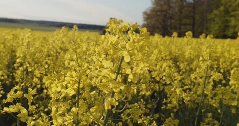 Rape Seed Fields Blooming In Swedish Spring / Summer Sunshine Stock Footage 168820080