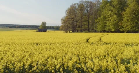 Rape Seed Fields Blooming In Swedish Spring, Yellow Fields Stock Footage 168820093