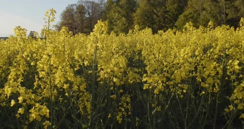 Rape Seed Fields Blooming In Swedish Spring Tilting Stock Footage 168820095