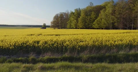 Rape Seed Fields Blooming In Swedish Spring / Summer Sunshine Stock Footage 168820098