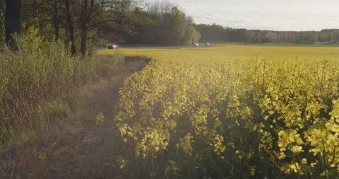 Rape Seed Fields Blooming In Swedish Spring / Summer Sunshine Stock Footage 168820101