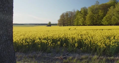 Rape Seed Fields Blooming In Swedish Spring / Summer Sunshine Stock Footage 168820108