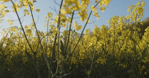 Rape Seed Fields Blooming In Swedish Spring / Summer Sunshine Stock Footage 168820156