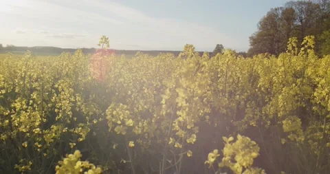 Rape Seed Fields Blooming In Swedish Spring / Summer Sunshine Stock Footage 168820158