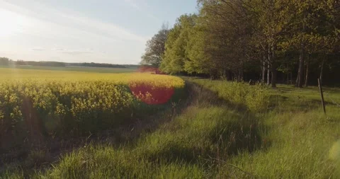Rape Seed Fields Blooming In Swedish Spring / Summer Sunshine Stock Footage 168820172