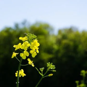 Rape seed flower Stock Photos