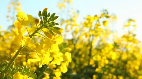Rape seed flowering Stock Footage 10913961