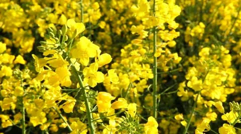 Rape seed flowering Video stock 10913964
