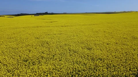 Rape seed oil fields low level flight Stock Footage 337000761