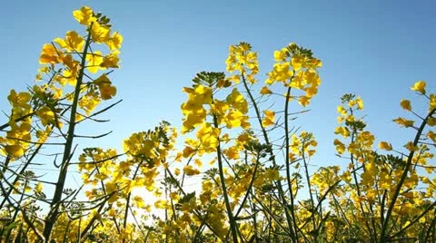 Rape seed pan left and right Video stock 10913924