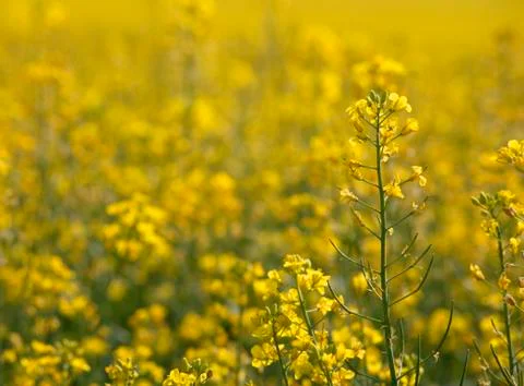 RAPE SEED Stock Photos