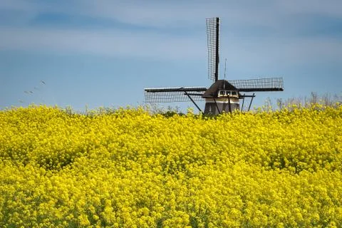 Rape seed with windmill Stock Photos