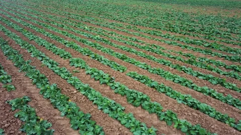 Rape seedlings. rape cultivation. Agronomy. Aerial view. Stock Footage 169926692