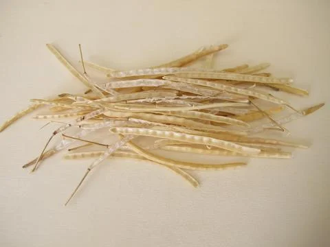 Rape straw Stock Photos