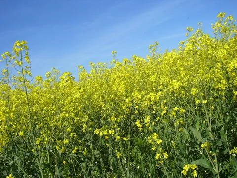 The rape in the sunny day Stock Photos