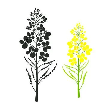 Rape vector set Brassica napus flower Canola icon Stock Illustration