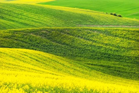 Rape waves fields Stock Photos