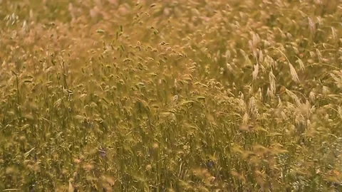Rape wheat Field moved by the wind. Ready for harvest. Stock Footage 169360373