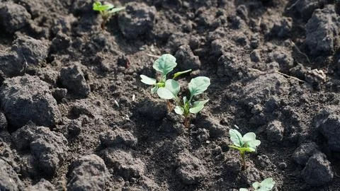 Rape. Winter rape grows in the autumn field. Brassica napus. n Stock Photos