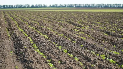 Rape. Winter rape grows in the autumn field. Brassica napus. n Stock Photos
