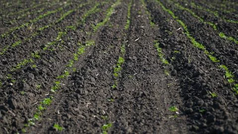 Rape. Winter rape grows in the autumn field. Brassica napus. n Stock Photos