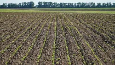 Rape. Winter rape grows in the autumn field. Brassica napus. n Stock Photos