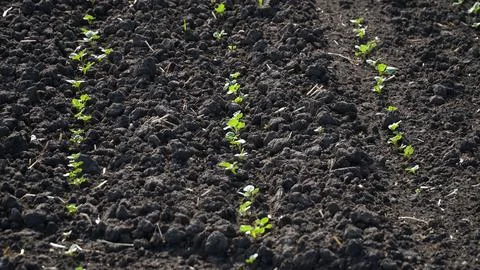 Rape. Winter rape grows in the autumn field. Brassica napus. n Stock Photos