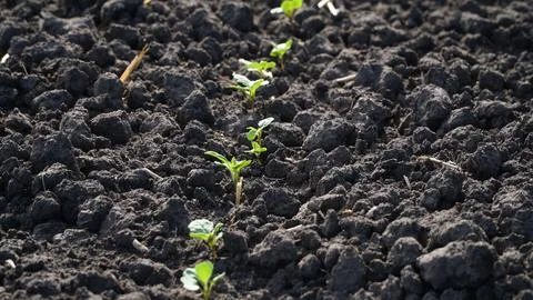 Rape. Winter rape grows in the autumn field. Brassica napus. n Stock Photos