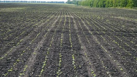 Rape. Winter rape grows in the autumn field. Brassica napus. n Stock Photos