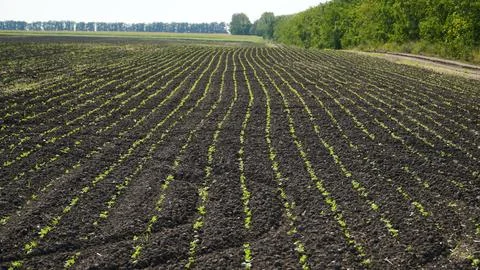 Rape. Winter rape grows in the autumn field. Brassica napus. n Stock Photos