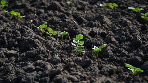 Rape. Winter rape grows in the autumn field. Brassica napus. n Stock Photos