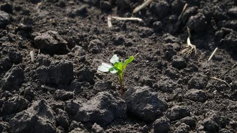 Rape. Winter rape grows in the autumn field. Brassica napus. n Foto stock
