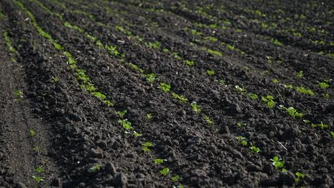 Rape. Winter rape grows in the autumn field. Brassica napus. n Stock Photos