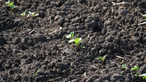 Rape. Winter rape grows in the autumn field. Brassica napus. n Stock Photos