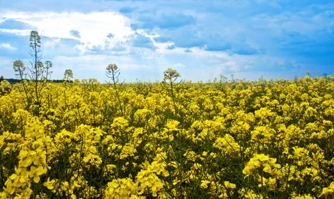 Rape yellow field Stock Photos
