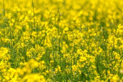 Rape yellow flower background Stock Photos